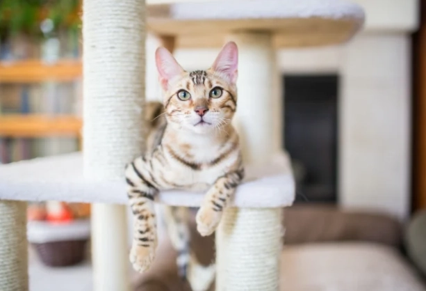 猫咪年龄换算 猫咪年龄换算