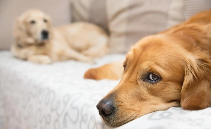 犬齒滯留