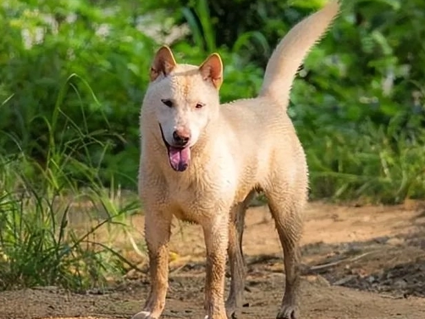狗狗懷孕時間 狗狗懷孕時間