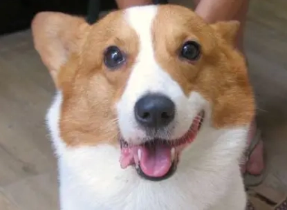 狗面瘫症状 狗面瘫症状