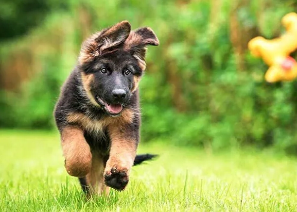 犬牙周病症狀 犬牙周病症狀