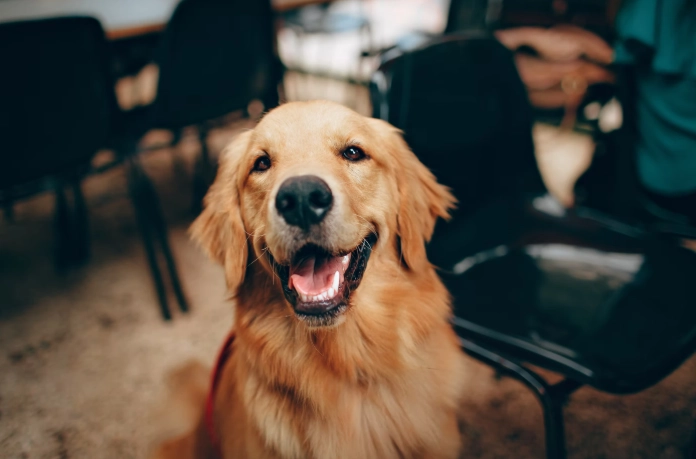 黃金獵犬發情症狀 黃金獵犬發情症狀