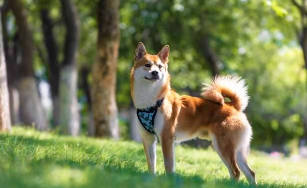 公柴犬發情期行為 公柴犬發情期行為