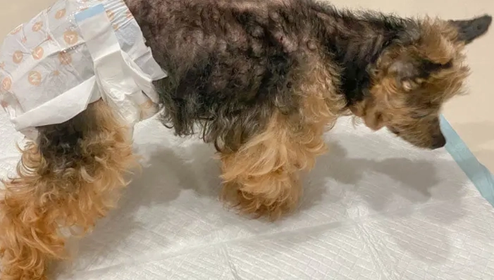 狗腎衰竭前兆 狗腎衰竭前兆