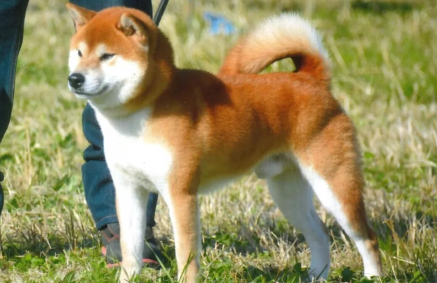 柴犬發情照顧 柴犬發情照顧
