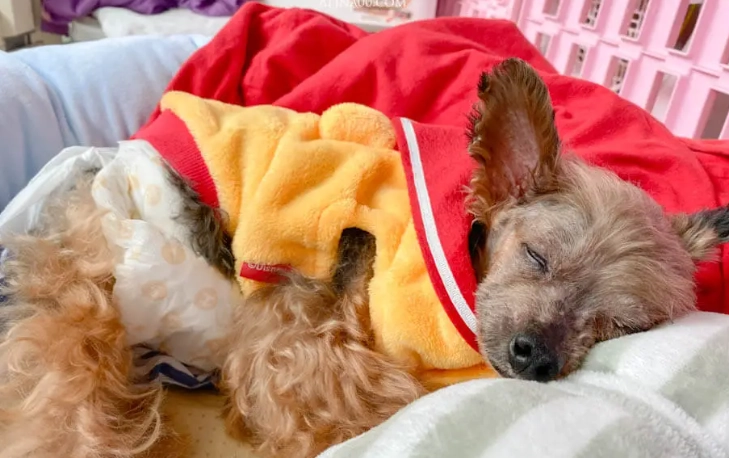 狗腎衰竭治療 狗腎衰竭治療