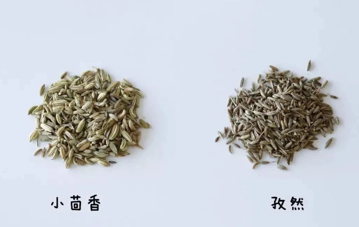 茴香料理 茴香料理