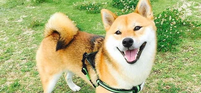柴犬換牙時間 柴犬換牙時間
