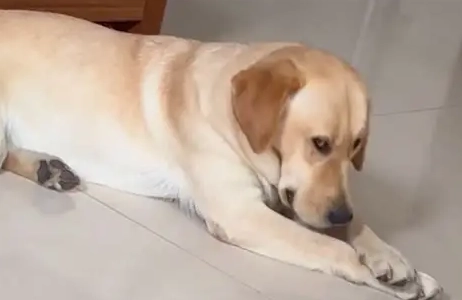 犬齒滯留