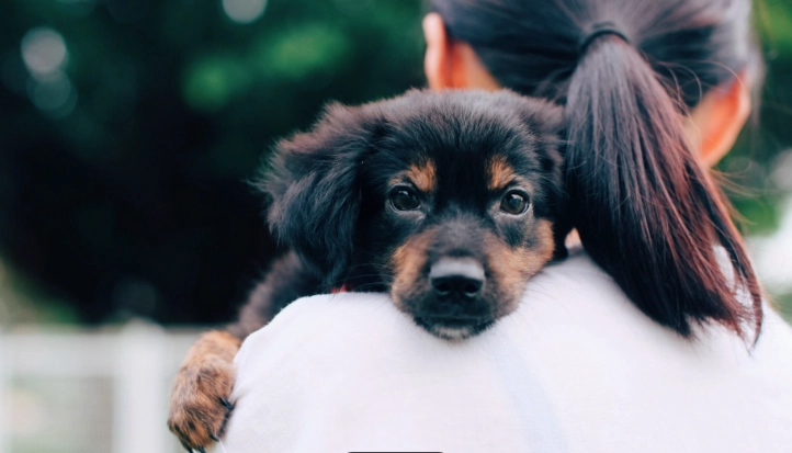 幼犬發情照顧 幼犬發情照顧