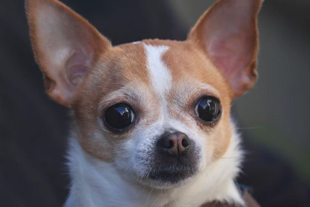 小型犬牙齒護理 小型犬牙齒護理