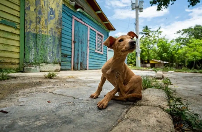狗狗牙周病症狀 狗狗牙周病症狀
