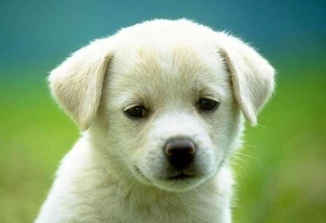 幼犬口腔護理 幼犬口腔護理
