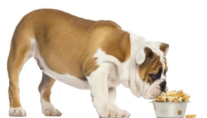 犬牙周病處理