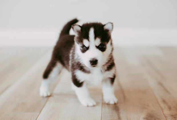 幼犬掉牙 幼犬掉牙