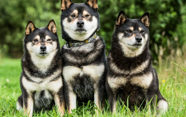 柴犬刷牙技巧 柴犬刷牙技巧