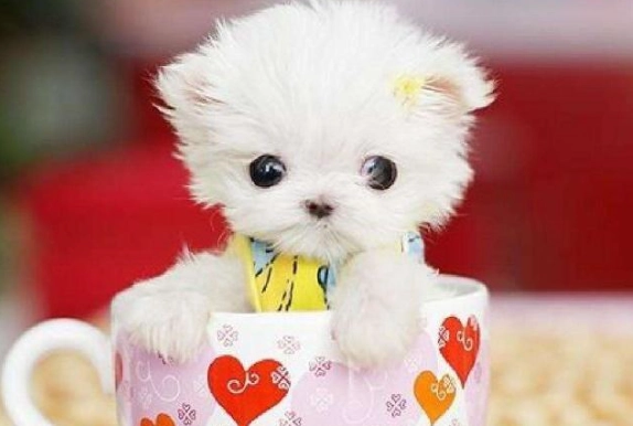 茶杯犬多少錢 茶杯犬多少錢