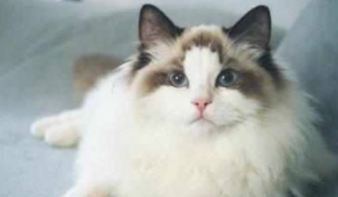 如何判断猫咪年龄 如何判断猫咪年龄