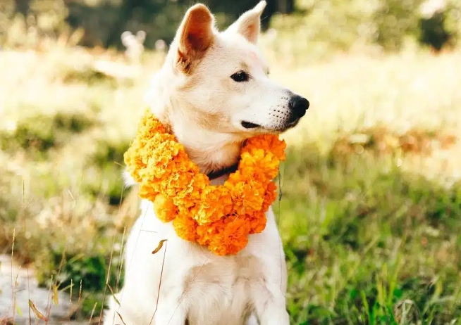 犬牙周病處理