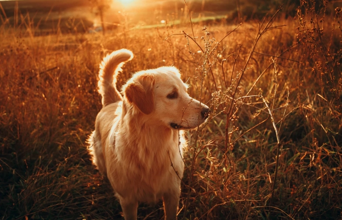 黃金獵犬發情照顧 黃金獵犬發情照顧