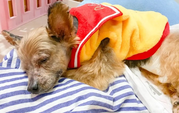 狗腎衰竭前兆 狗腎衰竭前兆