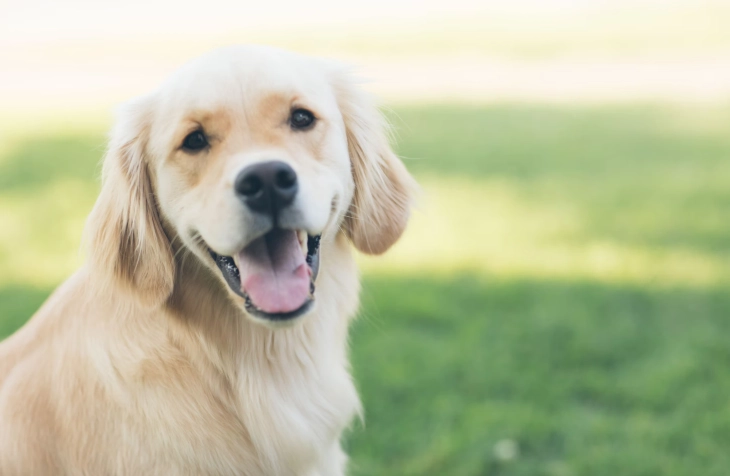 黃金獵犬發情症狀 黃金獵犬發情症狀