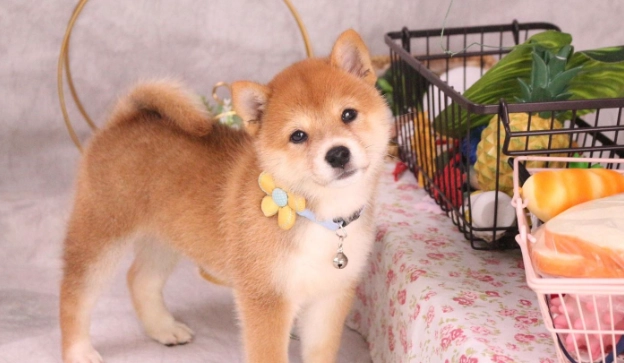柴犬發情照顧 柴犬發情照顧