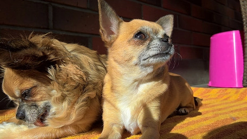 小型犬牙齒護理 小型犬牙齒護理