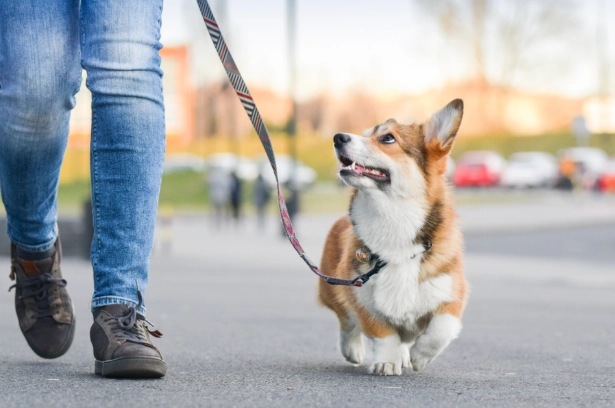 犬牙周病處理