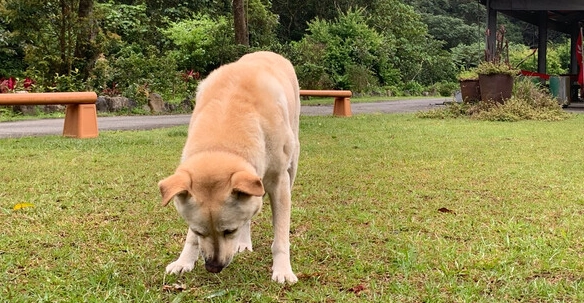 狗狗生育風險 狗狗生育風險