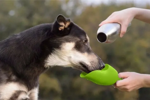 狗狗懷孕時間 狗狗懷孕時間