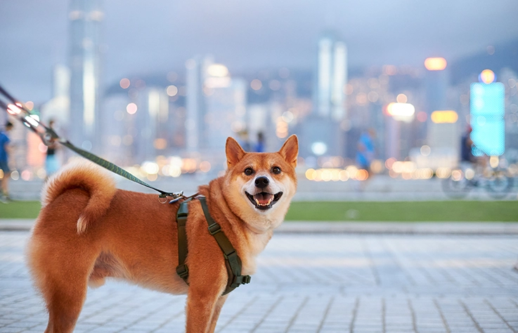 狗狗牙齒護理 狗狗牙齒護理