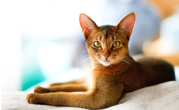 如何判断猫咪年龄 如何判断猫咪年龄