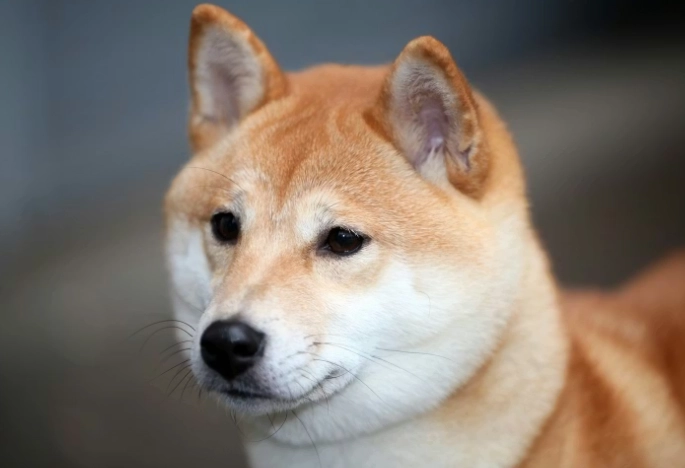 柴犬刷牙技巧 柴犬刷牙技巧