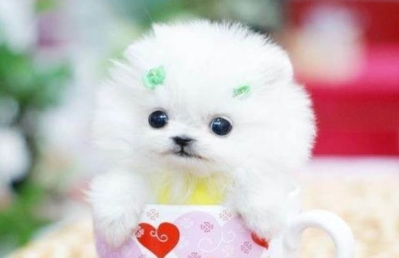 茶杯犬購買指南 茶杯犬購買指南