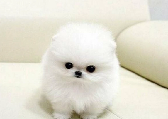 茶杯犬多少錢 茶杯犬多少錢