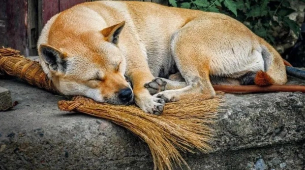 犬口腔腫瘤 犬口腔腫瘤