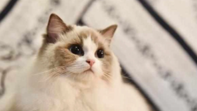 猫咪年龄换算 猫咪年龄换算