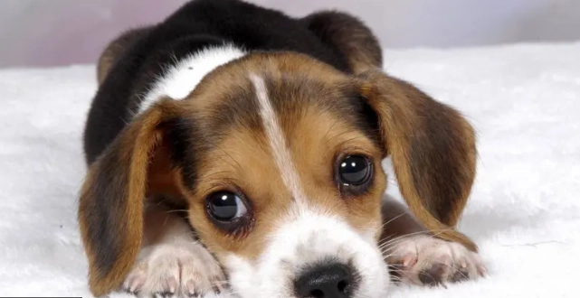 狗狗最佳生育年齡 狗狗最佳生育年齡