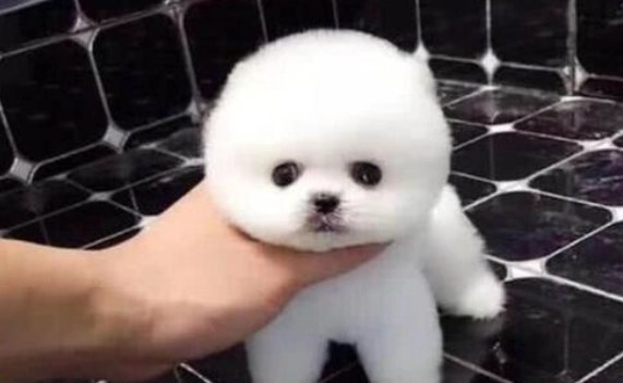 茶杯犬價格 茶杯犬價格