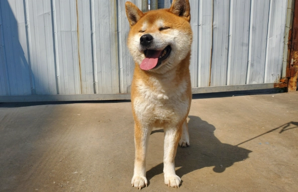公柴犬發情期行為 公柴犬發情期行為