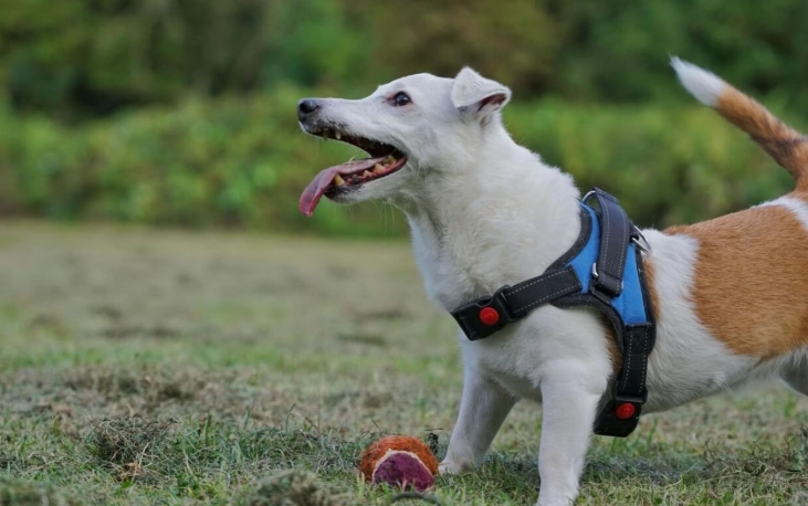 犬椎間盤疾病治療 犬椎間盤疾病治療