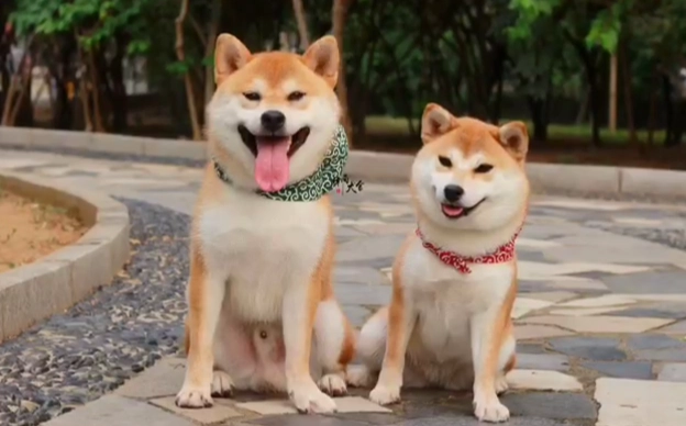 公柴犬發情期行為 公柴犬發情期行為