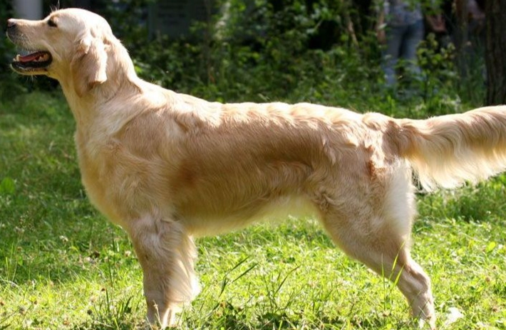 黃金獵犬發情照顧 黃金獵犬發情照顧