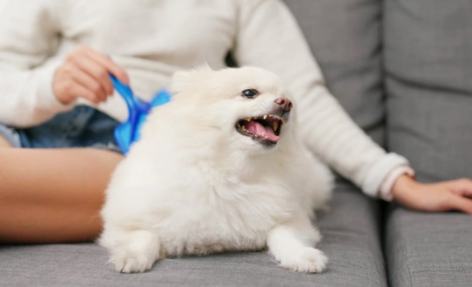 狗牙齦發炎症狀 狗牙齦發炎症狀