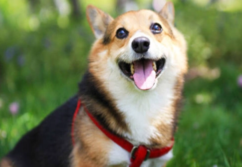 幼犬換牙問題