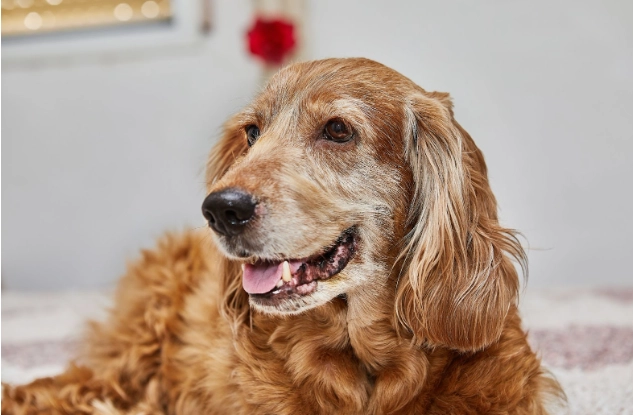 犬牙周病症狀 犬牙周病症狀