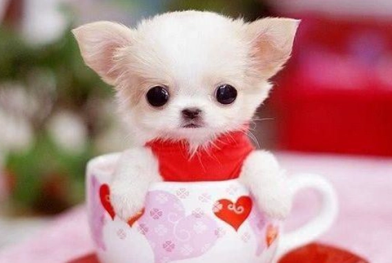 茶杯犬價格 茶杯犬價格
