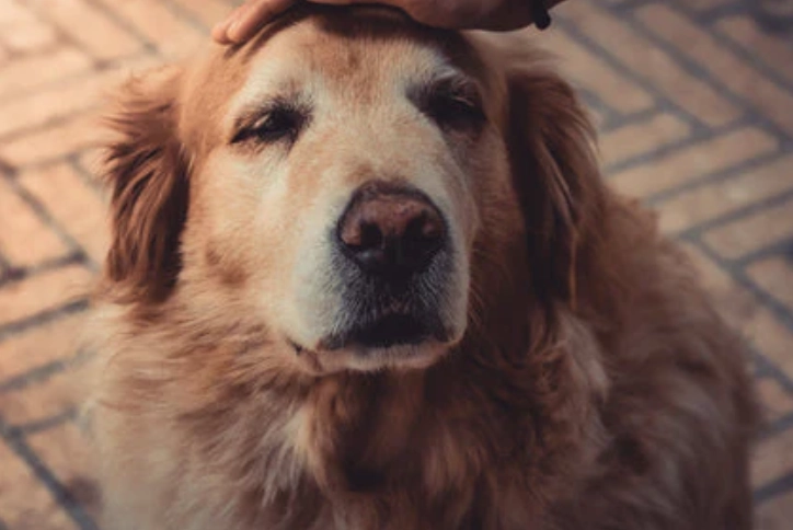 犬牙周病症狀 犬牙周病症狀