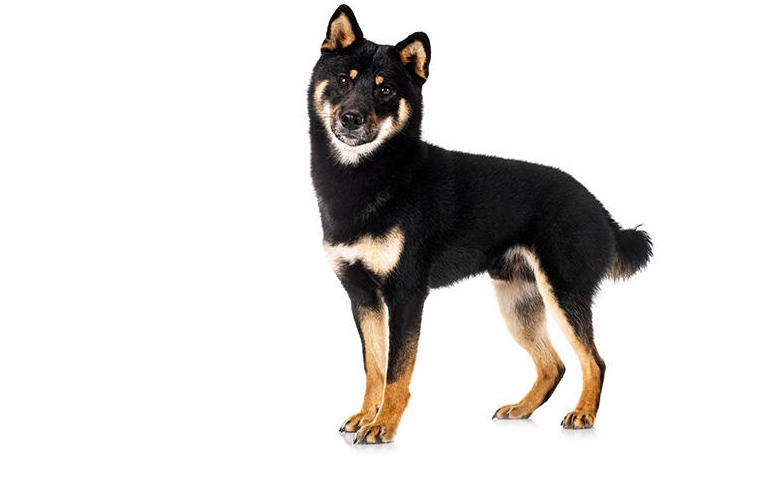 幼犬口腔護理 幼犬口腔護理